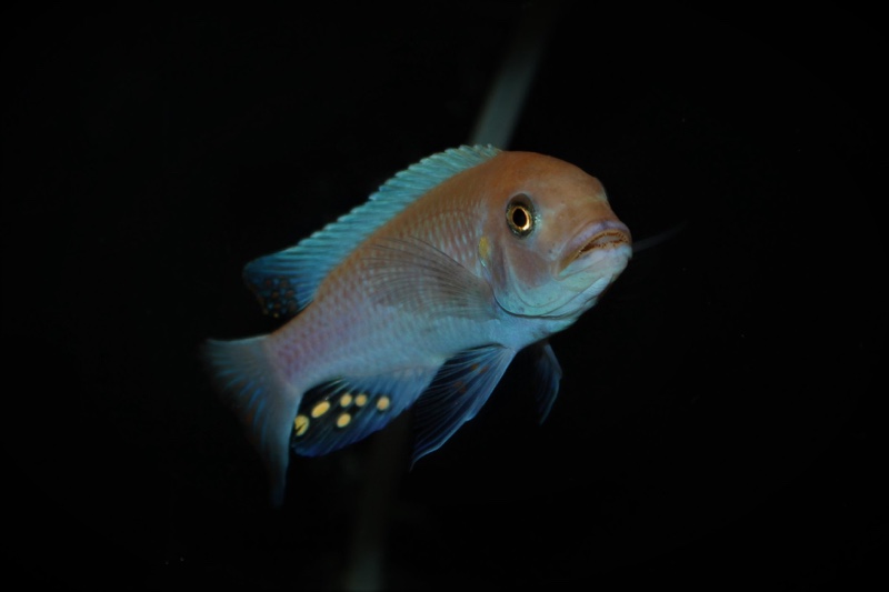 Maylandia estherae 'Minos Reef'